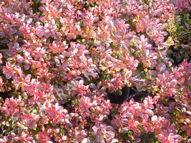 Dřišťál Thunbergův 'Atropurpurea Nana' - Berberis thunbergii 'Atropurpurea Nana'