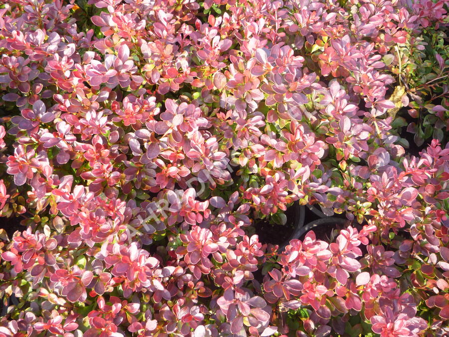 Dřišťál Thunbergův 'Atropurpurea Nana' - Berberis thunbergii 'Atropurpurea Nana'