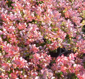 Dřišťál Thunbergův 'Atropurpurea Nana' - Berberis thunbergii 'Atropurpurea Nana'