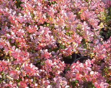 Dřišťál Thunbergův 'Atropurpurea Nana'