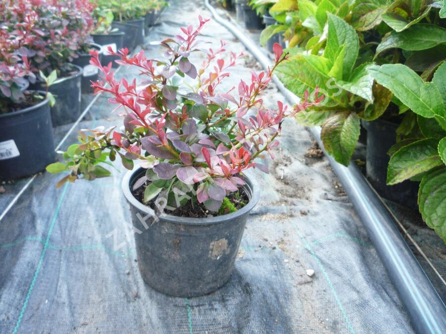Dřišťál Thunbergův 'Atropurpurea Nana' - Berberis thunbergii 'Atropurpurea Nana'