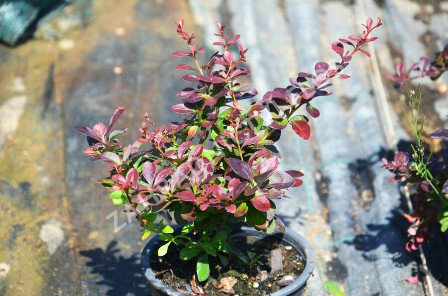 Dřišťál Thunbergův 'Atropurpurea Nana' - Berberis thunbergii 'Atropurpurea Nana'