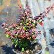 Dřišťál Thunbergův 'Atropurpurea Nana' - Berberis thunbergii 'Atropurpurea Nana'