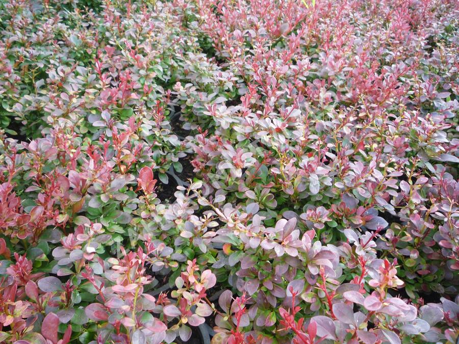 Dřišťál Thunbergův 'Atropurpurea Nana' - Berberis thunbergii 'Atropurpurea Nana'