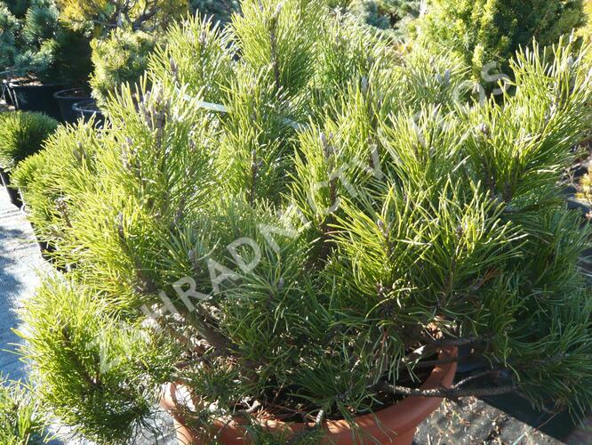 Borovice kleč - Pinus mugo mughus