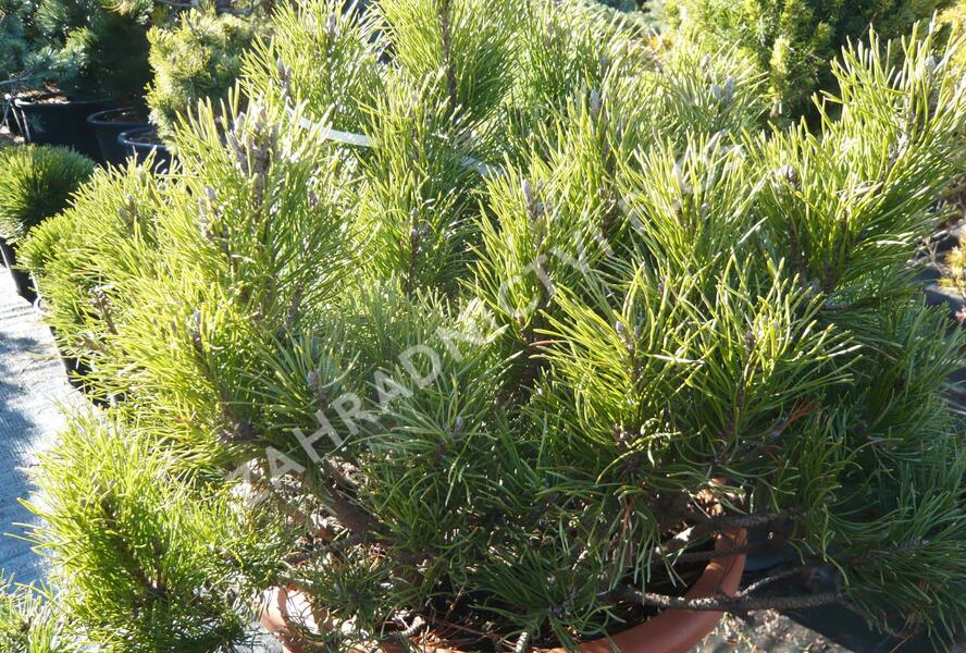 Borovice kleč - Pinus mugo mughus