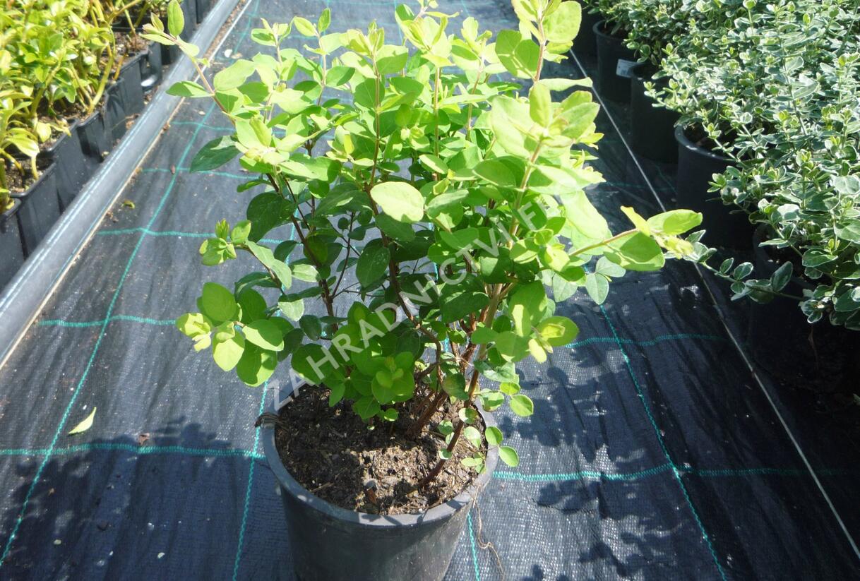Pámelník Doorenbosův 'Magic Berry' - Symphoricarpos doorenbosii 'Magic Berry'