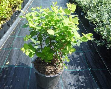 Pámelník Doorenbosův 'Magic Berry'