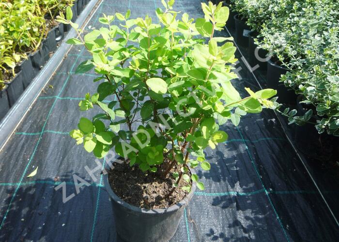 Pámelník Doorenbosův 'Magic Berry' - Symphoricarpos doorenbosii 'Magic Berry'