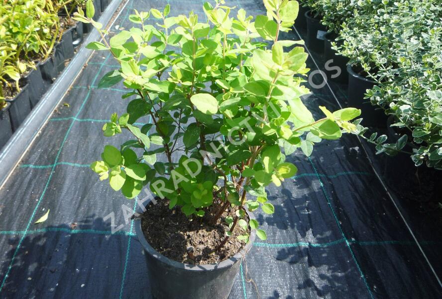 Pámelník Doorenbosův 'Magic Berry' - Symphoricarpos doorenbosii 'Magic Berry'
