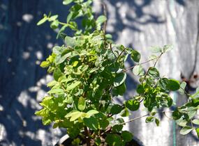 Pámelník Doorenbosův 'Magic Berry' - Symphoricarpos doorenbosii 'Magic Berry'