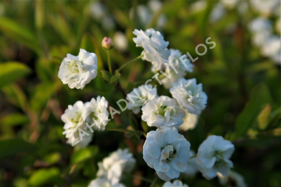 Tavolník slivoňolistý - Spiraea prunifolia