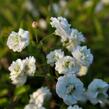 Tavolník slivoňolistý - Spiraea prunifolia