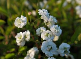 Tavolník slivoňolistý - Spiraea prunifolia