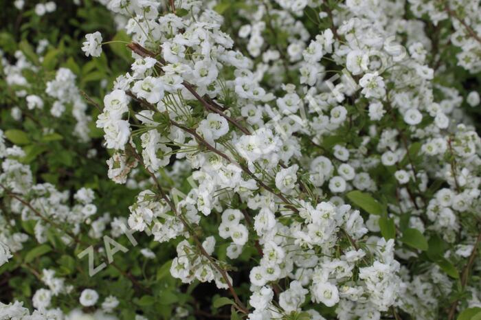 Tavolník slivoňolistý - Spiraea prunifolia
