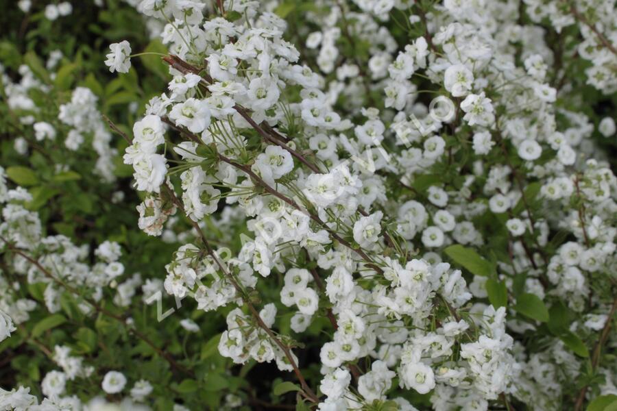 Tavolník slivoňolistý - Spiraea prunifolia