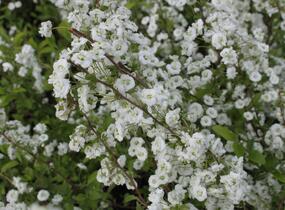 Tavolník slivoňolistý - Spiraea prunifolia
