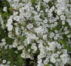 Tavolník slivoňolistý - Spiraea prunifolia
