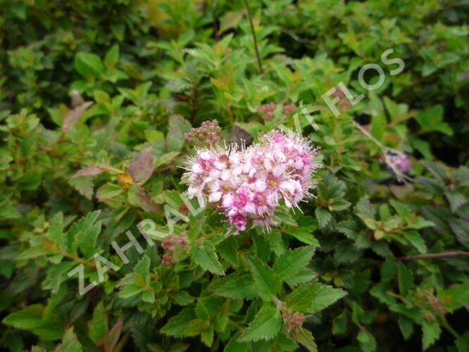 Tavolník japonský 'Nana' - Spiraea japonica 'Nana'