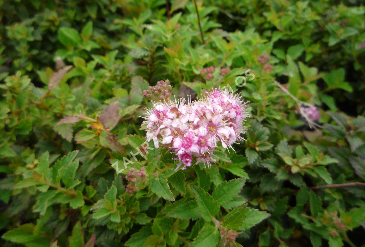 Tavolník japonský 'Nana' - Spiraea japonica 'Nana'