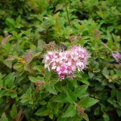 Tavolník japonský 'Nana' - Spiraea japonica 'Nana'