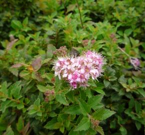 Tavolník japonský 'Nana' - Spiraea japonica 'Nana'