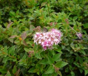 Tavolník japonský 'Nana' - Spiraea japonica 'Nana'