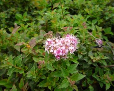 Tavolník japonský 'Nana'