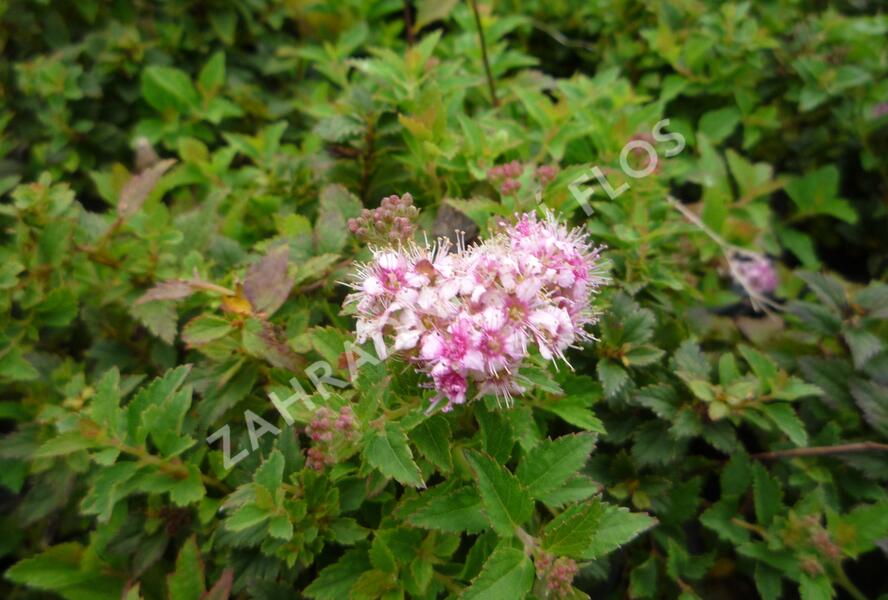 Tavolník japonský 'Nana' - Spiraea japonica 'Nana'