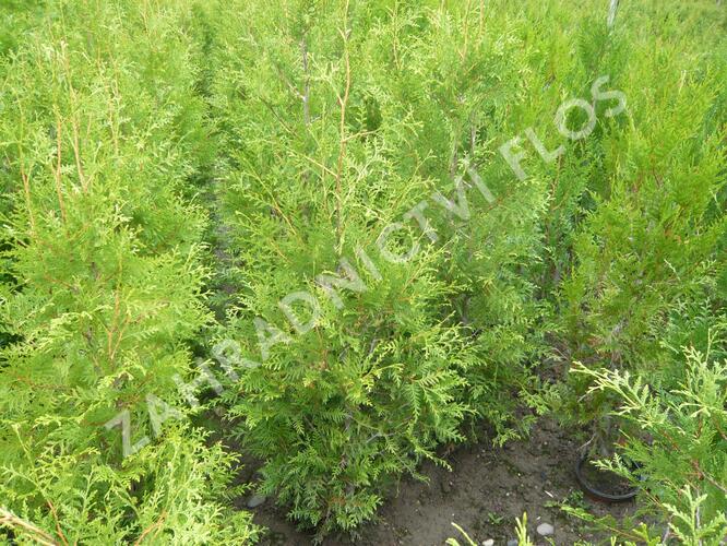Zerav západní 'Brabant' - Thuja occidentalis 'Brabant'