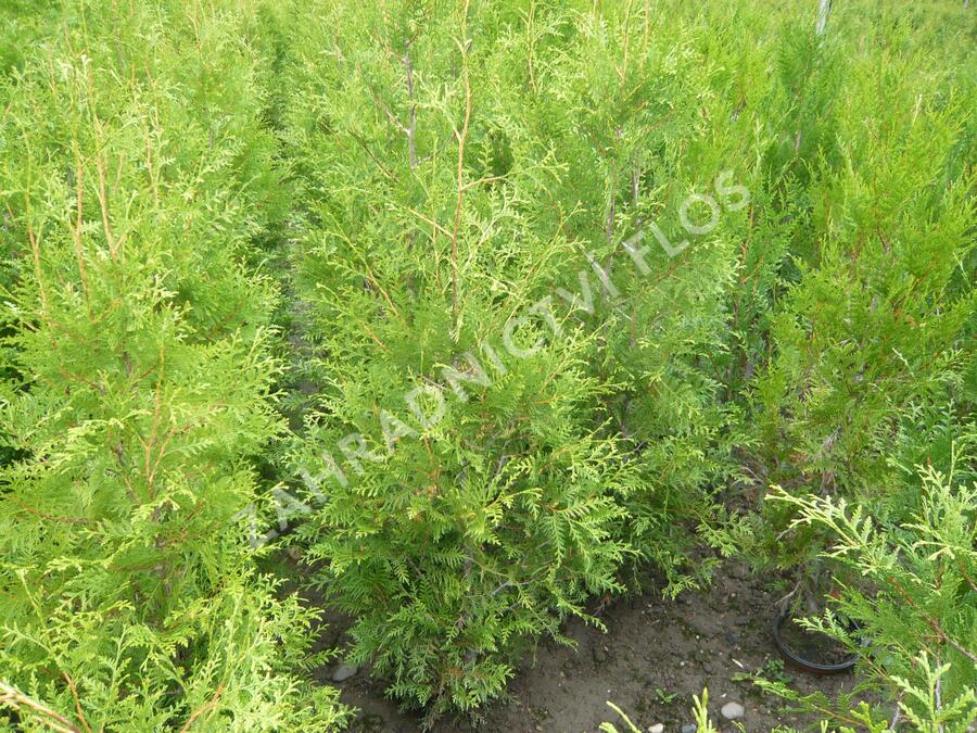 Zerav západní 'Brabant' - Thuja occidentalis 'Brabant'