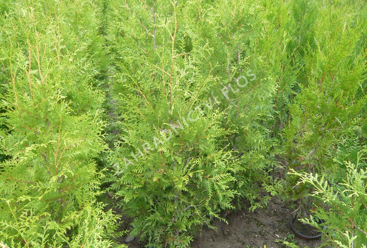 Túje, zerav západní 'Brabant' - Thuja occidentalis 'Brabant'