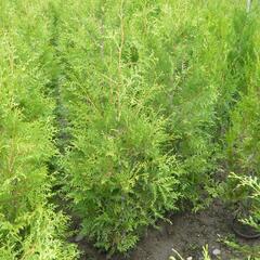 Zerav, túje západní 'Brabant' - Thuja occidentalis 'Brabant'