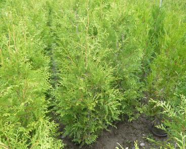 Túje, zerav západní 'Brabant'