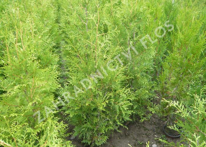 Zerav západní 'Brabant' - Thuja occidentalis 'Brabant'