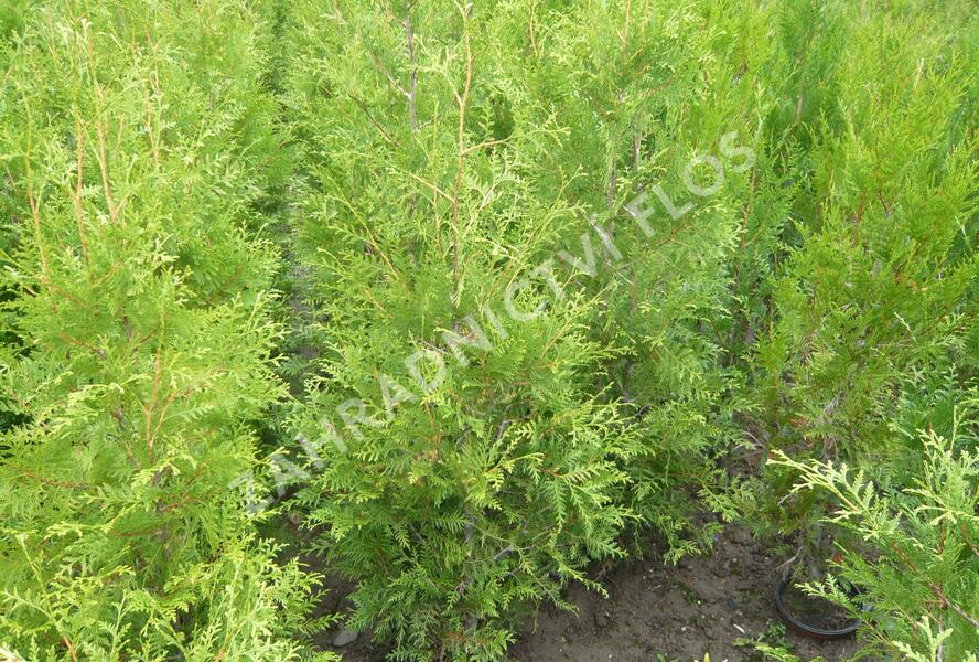Túje, zerav západní 'Brabant' - Thuja occidentalis 'Brabant'