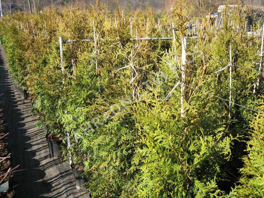 Zerav, túje západní 'Brabant' - Thuja occidentalis 'Brabant'