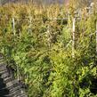 Zerav, túje západní 'Brabant' - Thuja occidentalis 'Brabant'