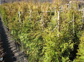 Túje, zerav západní 'Brabant' - Thuja occidentalis 'Brabant'
