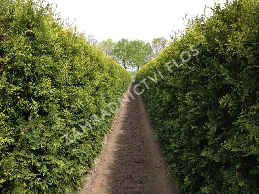 Zerav, túje západní 'Brabant' - Thuja occidentalis 'Brabant'