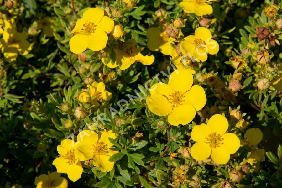 Mochna křovitá 'Sommerflor' - Potentilla fruticosa 'Sommerflor'