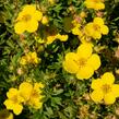 Mochna křovitá 'Sommerflor' - Potentilla fruticosa 'Sommerflor'