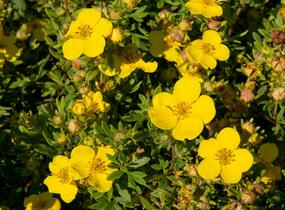 Mochna křovitá 'Sommerflor' - Potentilla fruticosa 'Sommerflor'