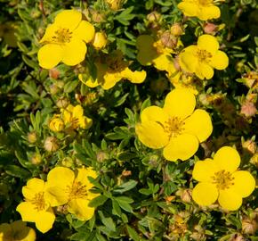 Mochna křovitá 'Sommerflor' - Potentilla fruticosa 'Sommerflor'