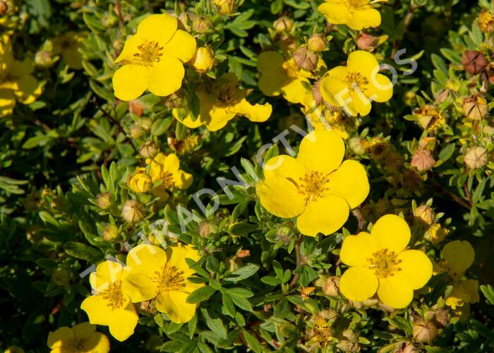 Mochna křovitá 'Sommerflor' - Potentilla fruticosa 'Sommerflor'