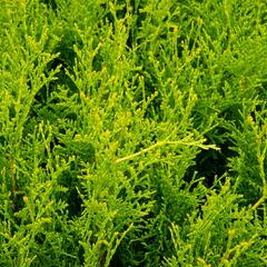 Zerav, túje západní 'King of Brabant' - Thuja occidentalis 'King of Brabant'