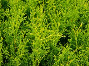 Túje, zerav západní 'King of Brabant' - Thuja occidentalis 'King of Brabant'
