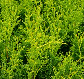 Zerav, túje západní 'King of Brabant' - Thuja occidentalis 'King of Brabant'