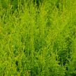 Zerav, túje západní 'King of Brabant' - Thuja occidentalis 'King of Brabant'