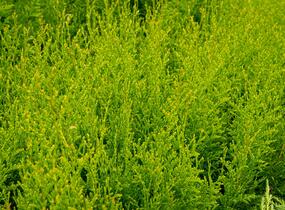 Túje, zerav západní 'King of Brabant' - Thuja occidentalis 'King of Brabant'